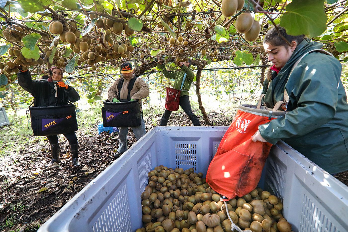 Recogida en una de las fincas de Kiwi Atlántico en Tomiño