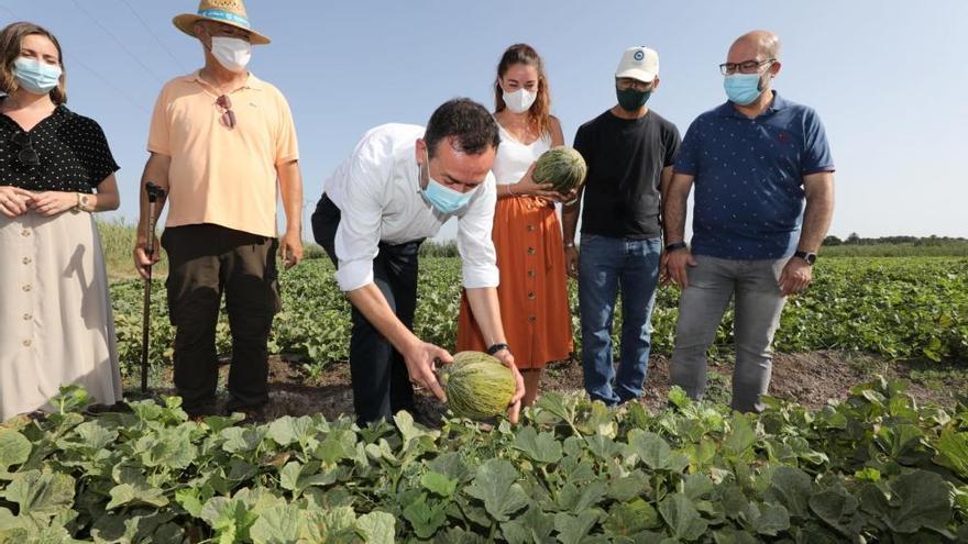 ¿Dónde está el melón más dulce del Camp d'Elx?