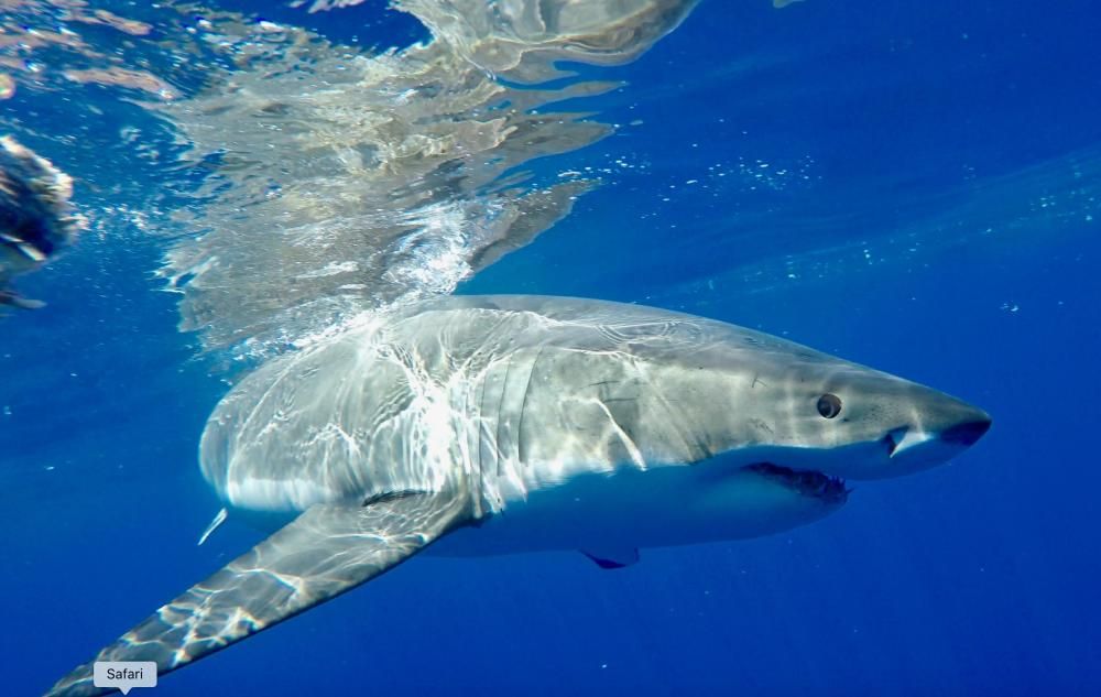 Gádor Muntaner, viviendo entre tiburones