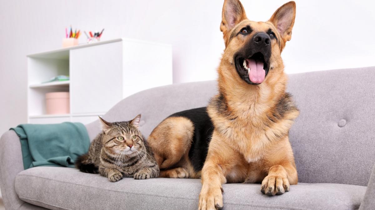 Un gato y un perro en el sofá