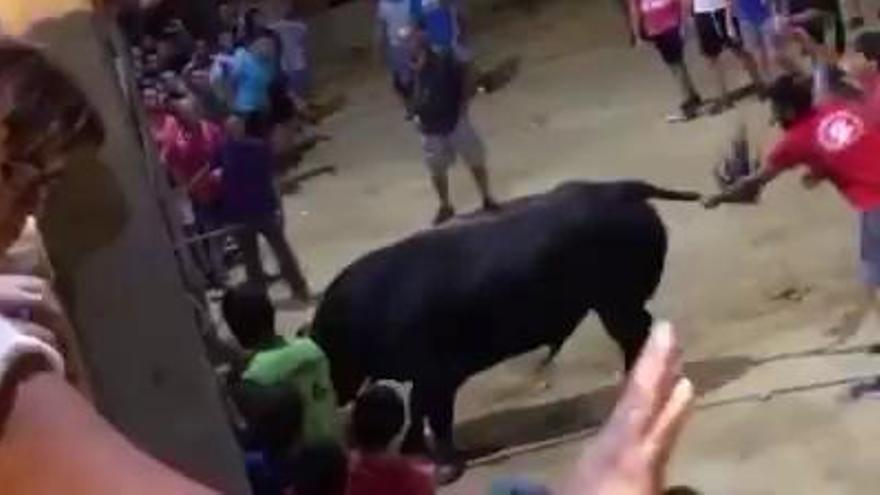 Un toro desta el pánico en Foios