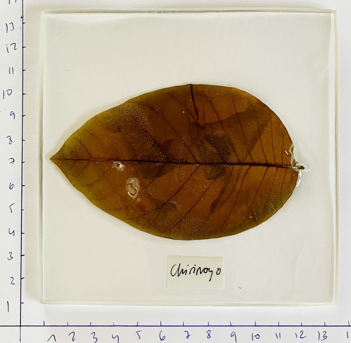Hoja de chirimolla, impresa por Laura Romero.