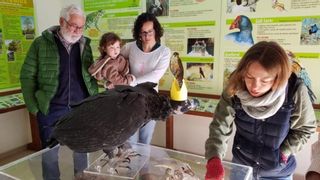 Así se ha conseguido recuperar la población de buitre negro en Mallorca