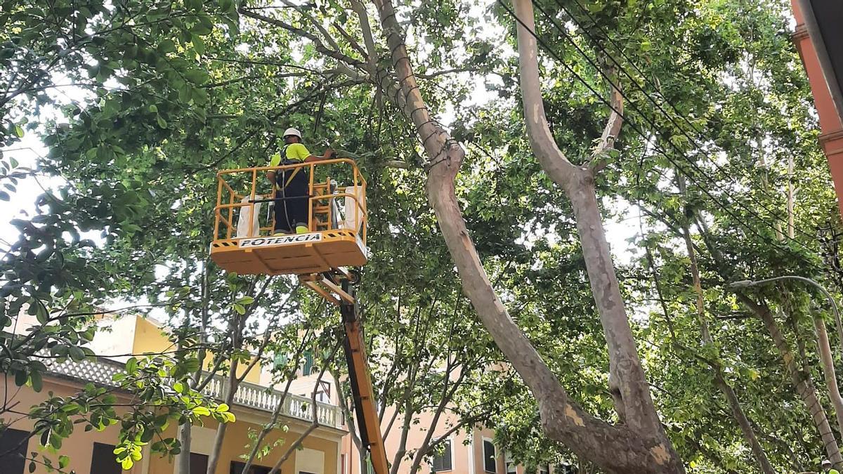 Operarios municipales colocan las luces de Navidad en la calle Rosselló i Cazador.