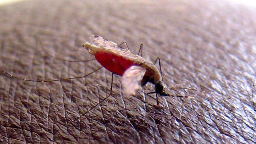 Un mosquito que transmite el parásito que provoca la malaria.