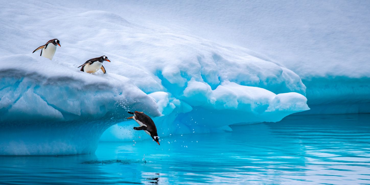 Pingüinos papúa en un iceberg en la península Antártica.
