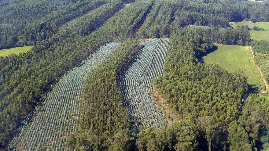 El bum de la madera eleva a 350 millones los ingresos de los propietarios forestales