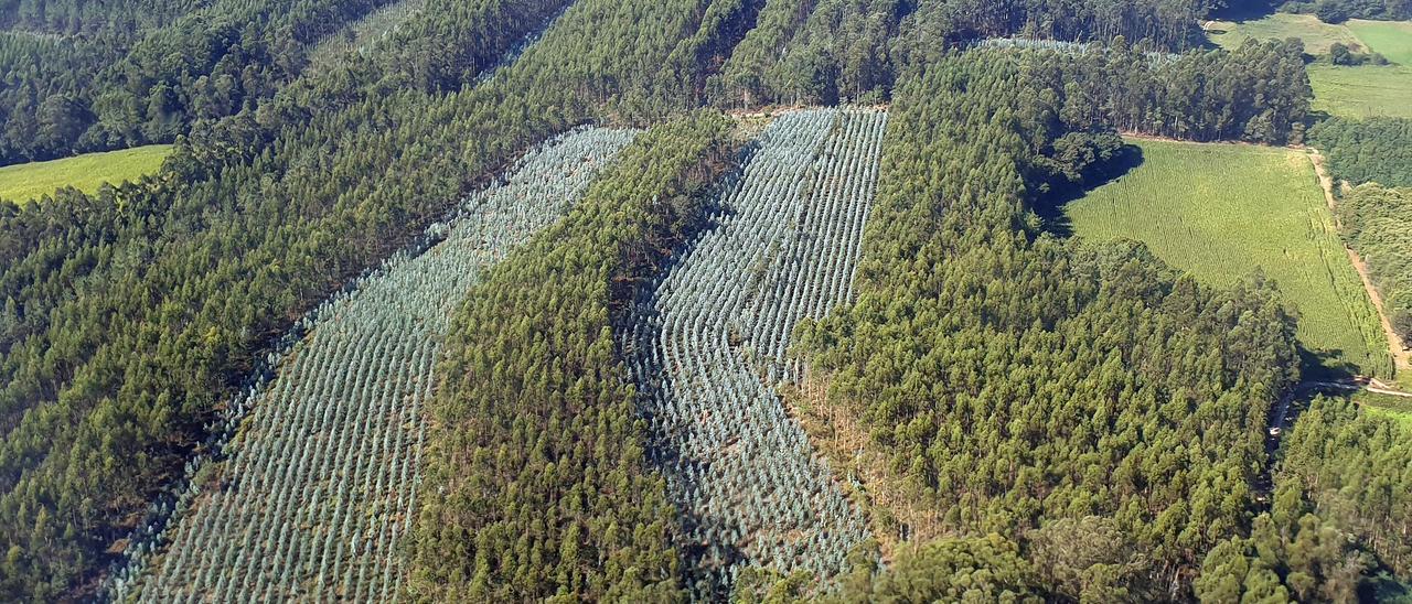 Plantaciones de eucaliptos en Galicia