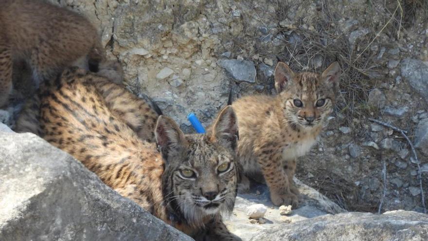 Nacen cuatro cachorros de lince ibérico en libertad en las Tierras Altas de Lorca (Murcia)