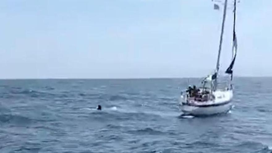 VÍDEO: Un pesquero de Luarca graba un ataque de orcas a un velero en la costa occidental