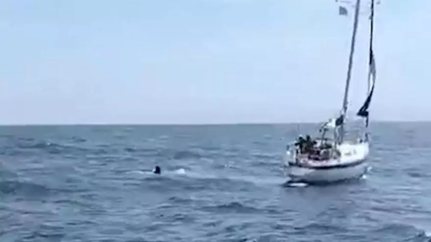 Las impactantes imágenes (captadas por un pesquero de Luarca) de un ataque de orcas a un velero en aguas del Occidente