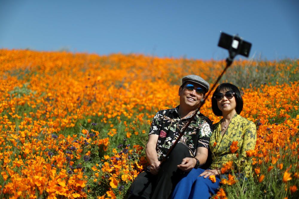 A couple takes a selfie photo in a super bloom ...