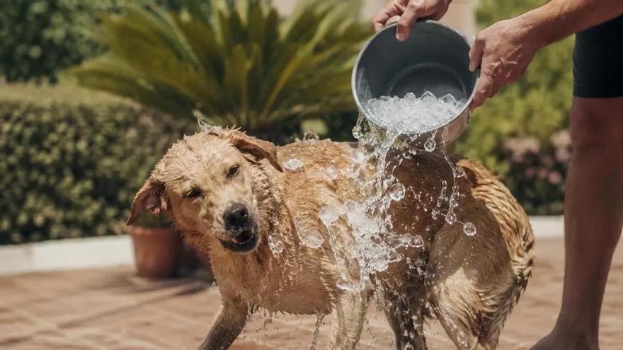 Los veterinarios lo tienen claro: este es el error más común al intentar refrescar a tu perro en verano