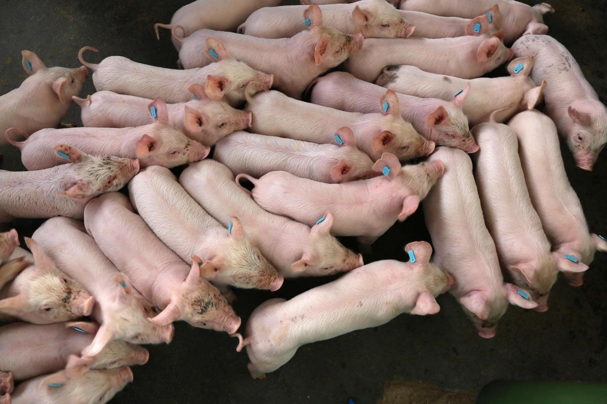 Lechones en una granja