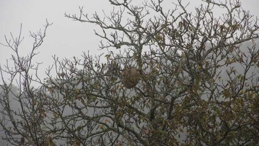 El nido de avispas en un árbol en Coiro // Santos Álvarez