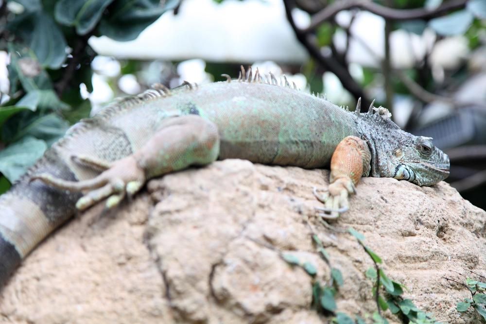 El Butterfly Park dona refugi a tres noves aus d'un zoològic que se'n va desprendre