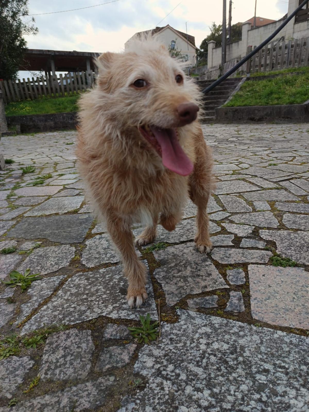 Paco, el podenco de Moaña al que le falta una pata.