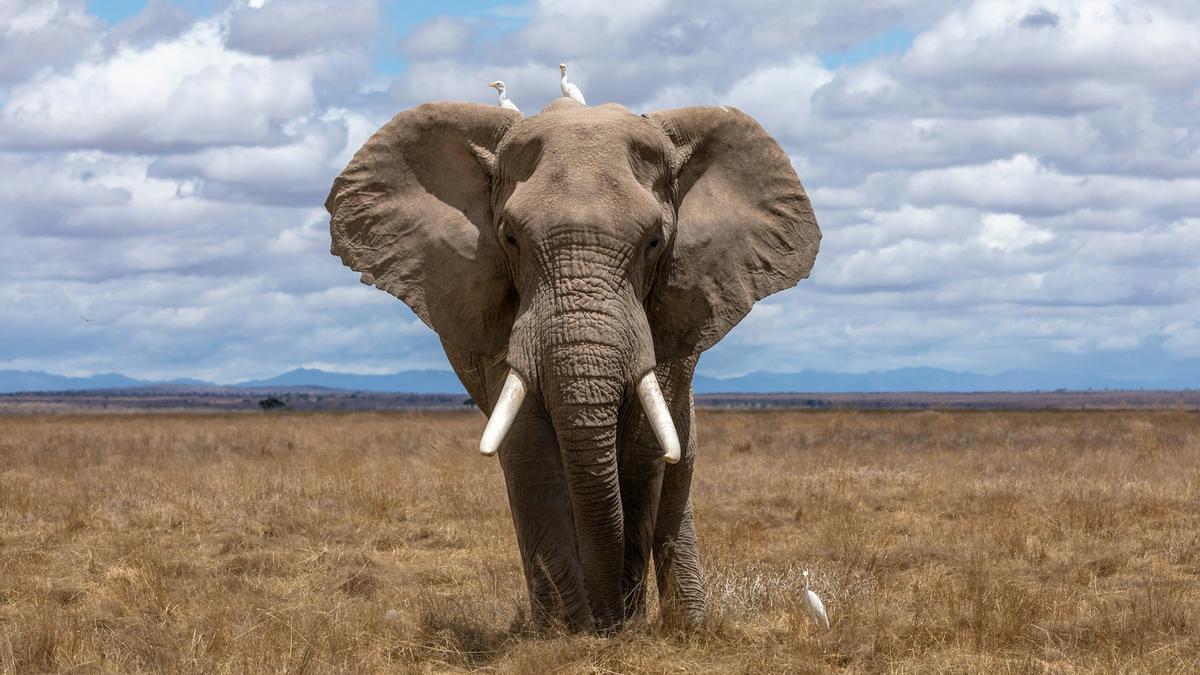 Ejemplar de elefante africano.