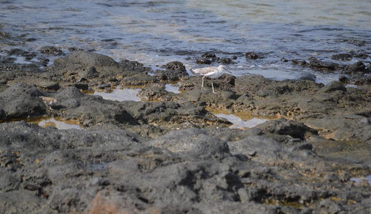 Arrecife, un mirador de aves marinas