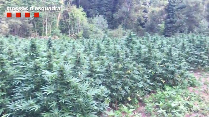 La policia troba 18.000 plantes de marihuana a Vilademuls