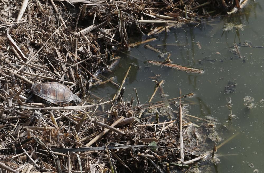 El Oceanogràfic suelta diez galápagos en la Albufera