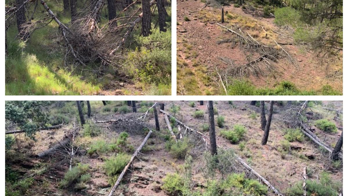 Los miles de pinos que abatió la fuerte nevada de enero del 2017 continúan derribados en el bosque del Agua Mala de Torás, con el riesgo que supone la acumulación de troncos ante posibles incendios.