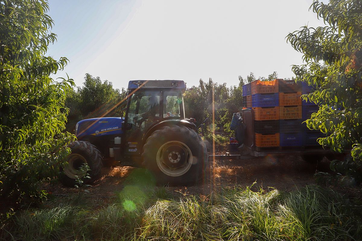 La finca La Veguilla se encuentra en plena recolección