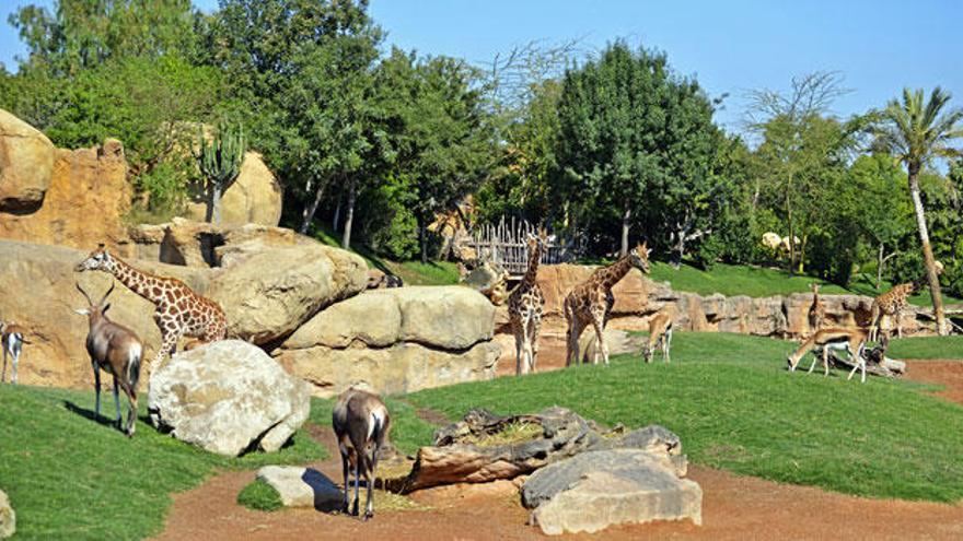 BIOPARC Valencia lanza la promoción BIOdías