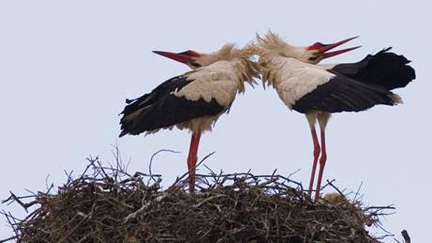 Extremadura mostrará su riqueza ornitológica en Holanda y Suecia