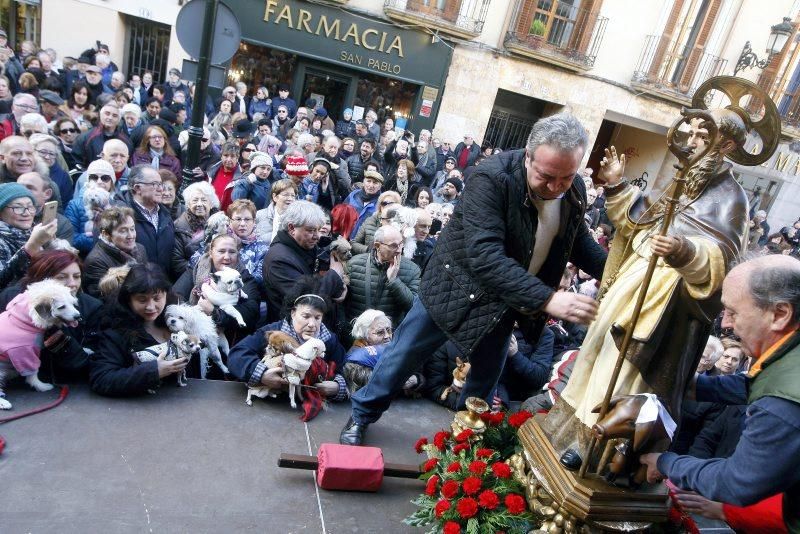 Celebración de San Antón, bendición de los animales