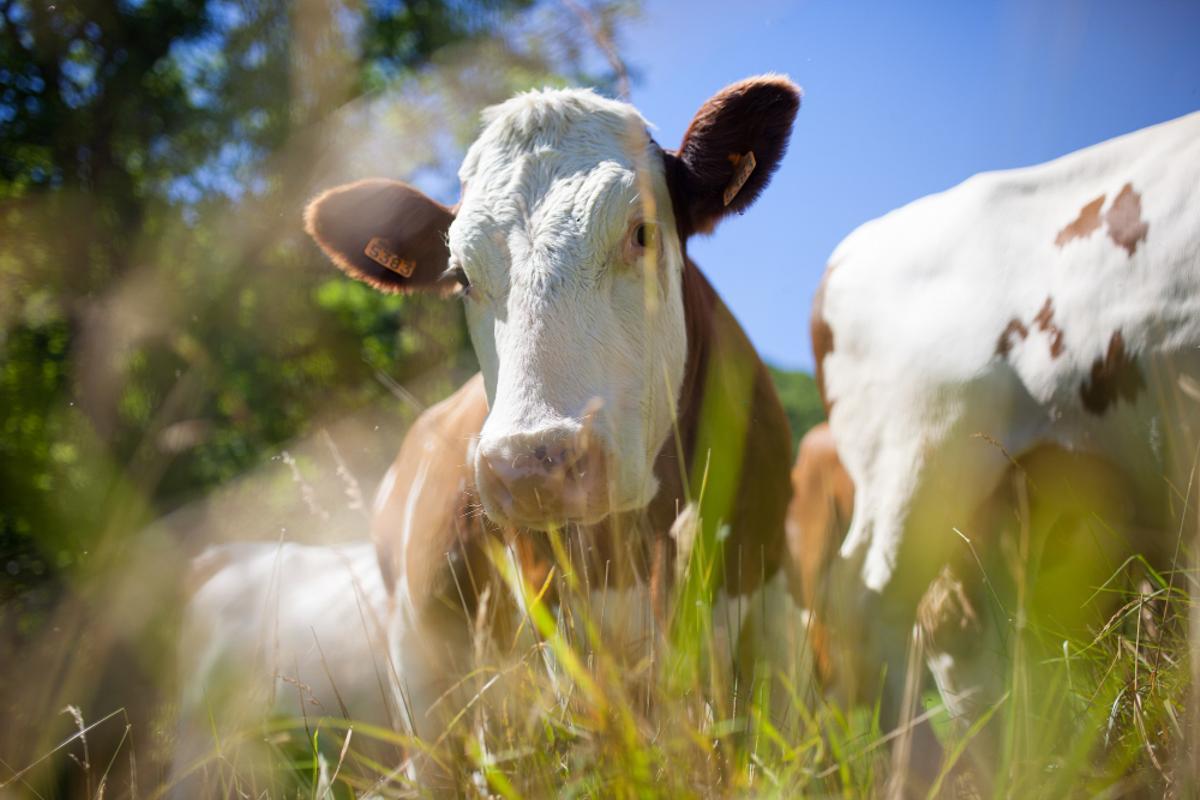 La principal fuente de emisiones de metano es la ganadería.