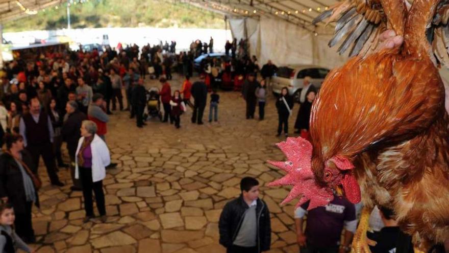 Un gallo donado al santo en una edición anterior de la festividad de San Antonio en A Modia. // Iñaki Abella