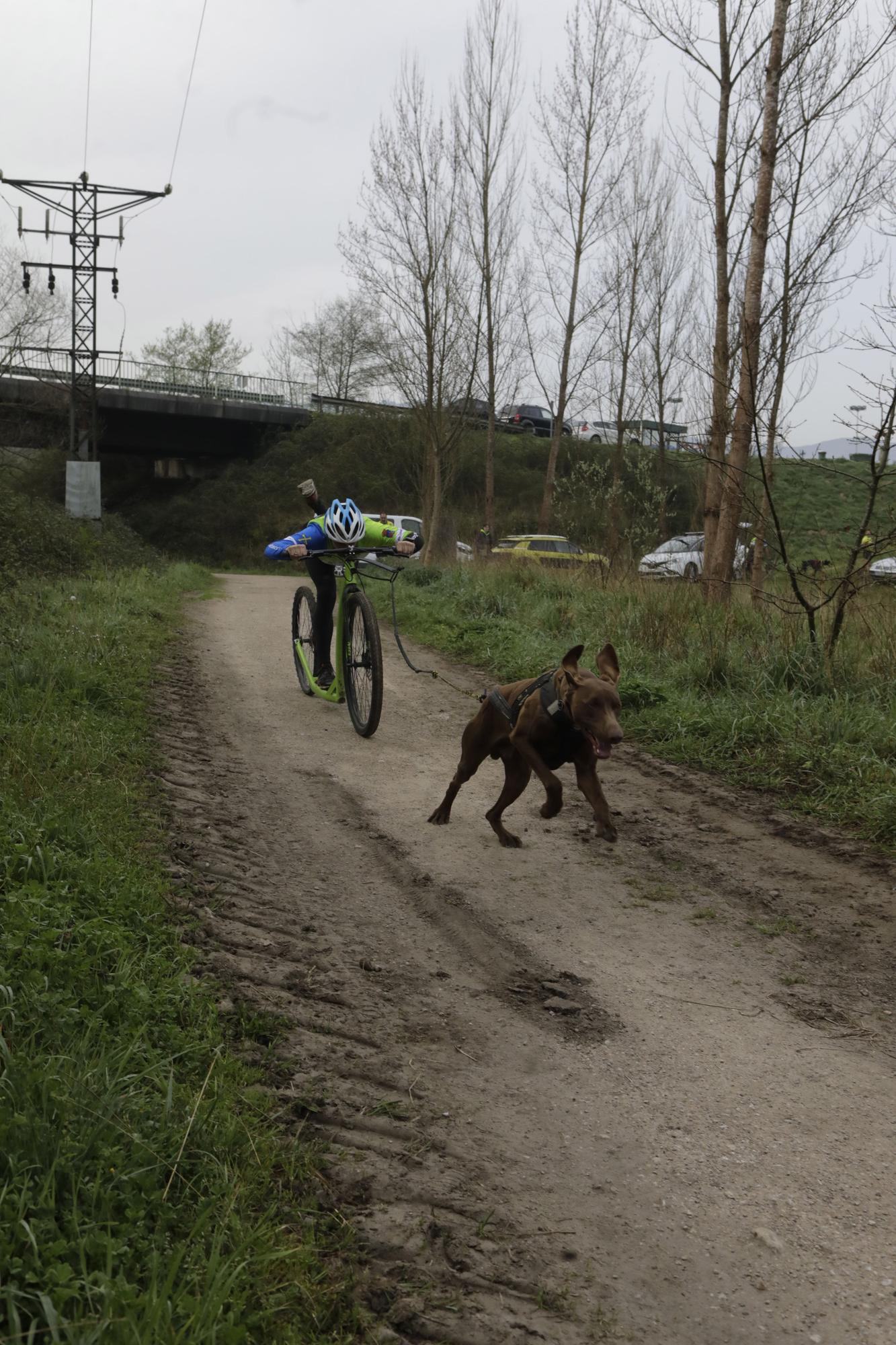 Los corredores del Celtastur de Llanera y sus perros preparan el Mundial en La Morgal: cuatro de sus integrantes estarán en la cita de Plédran (Francia)