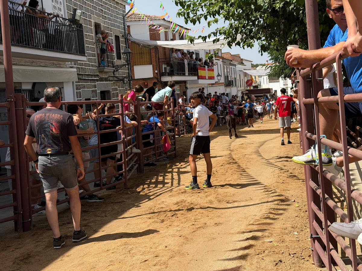 Comienzan los encierros de vacas bravas en la localidad de Alcaracejos: intensidad y emoción en las calles