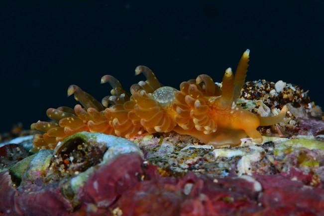 Fotografías ganadoras del VII Open Fotosub Lanzarote Mar de Lava