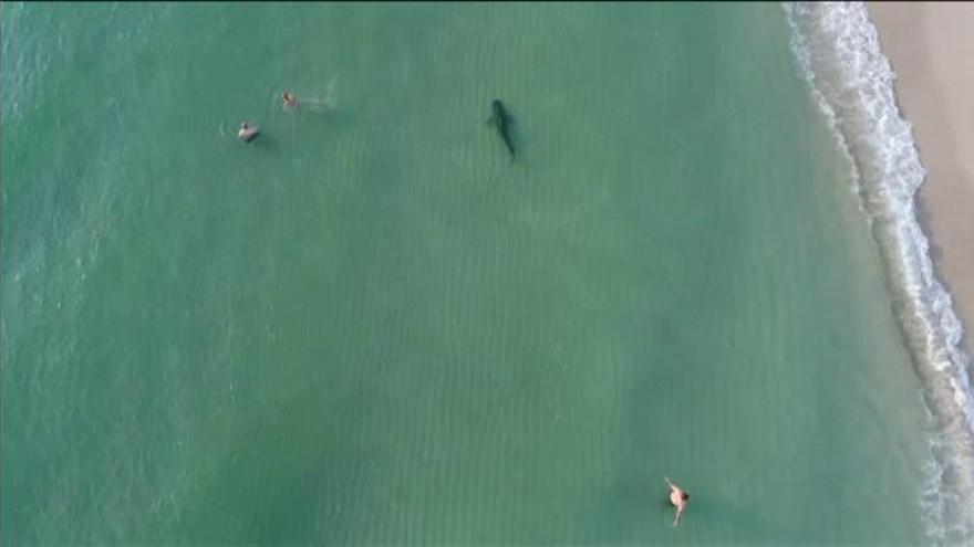 Un tiburón tigre surca las aguas de la playa de Miami