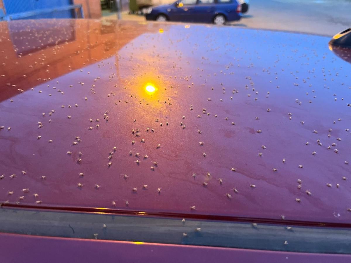 Fotografía del capó del coche del hijo de Ana García hace unas semanas en Coria del Río.