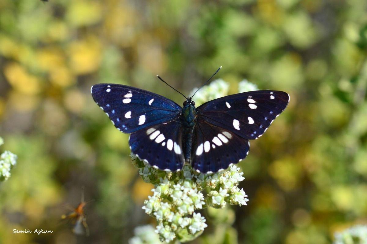 Otra de las especies localizadas