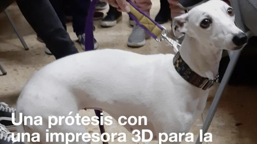 Una prótesis con una impresora en 3D para la perrita Bimba