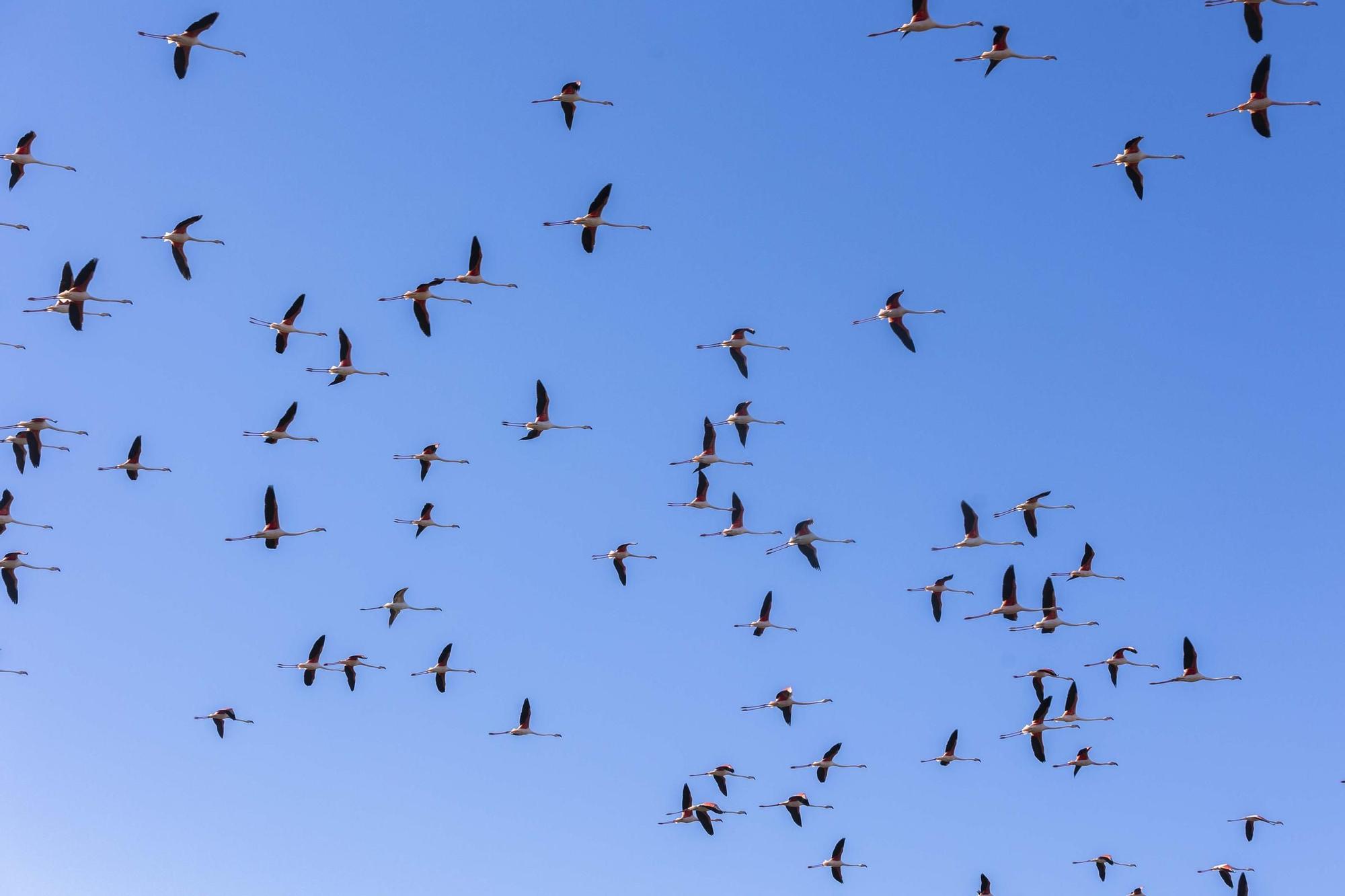 Los flamencos toman l'Albufera y preocupan a los arroceros