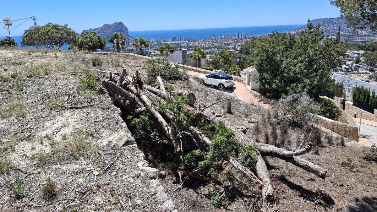 Troncos apilados en el flanco del cerro que mira al Penyal d'Ifac y a Calp