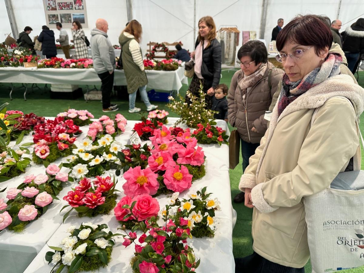 En imágenes: las camelias arrasan en Luarca
