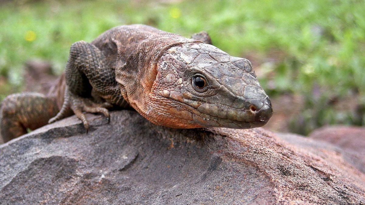 Graban a una culebra mientras devora a un lagarto en Gran Canaria