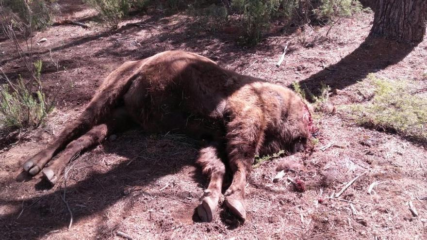 El macho alfa de la reserva, que fue decapitado.