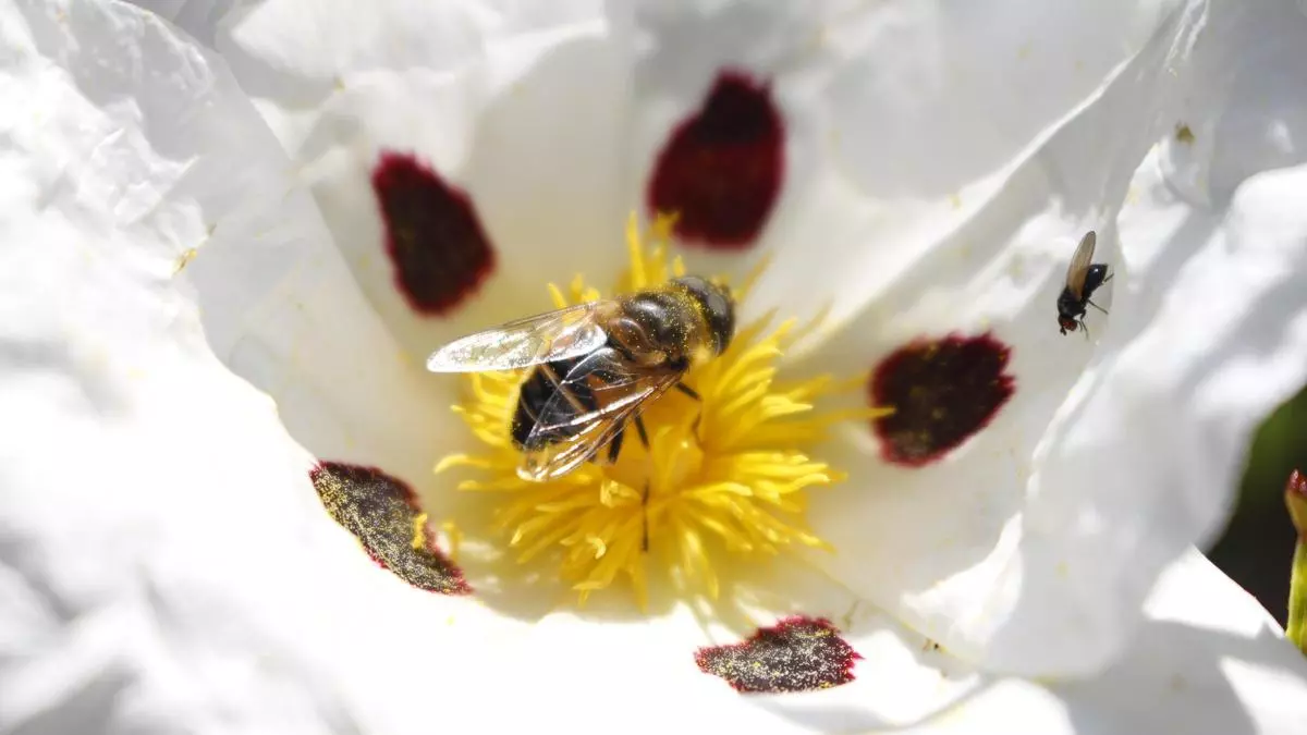 Més que 'bitxos': els pol·linitzadors, uns minúsculs creadors de biodiversitat