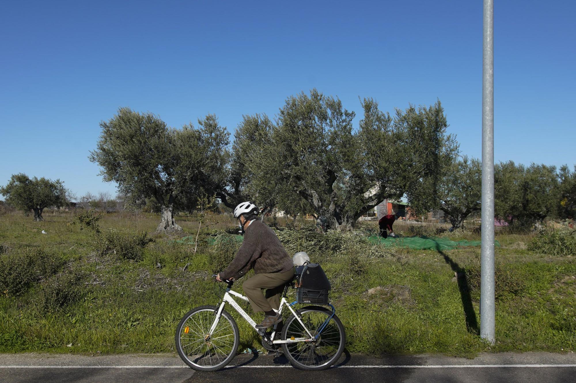 Las mejores imágenes del "cosechón" de aceitunas en Arribes