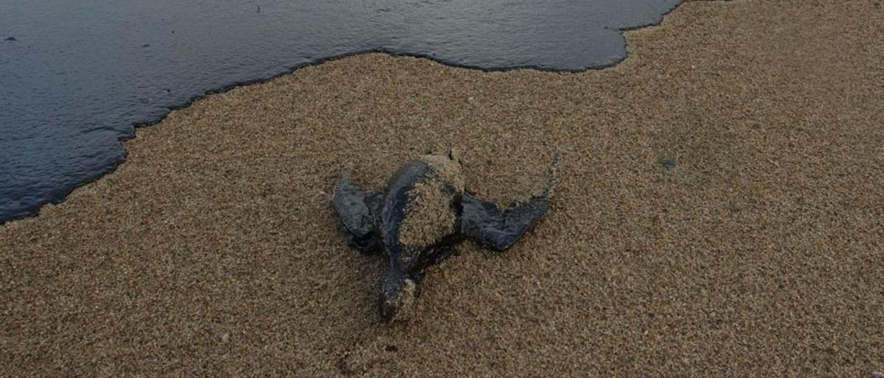 Una tortuga muerta tras la llegada del fuel a las costas de Galicia.