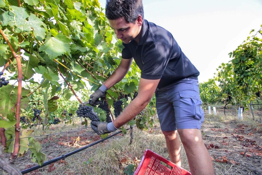 Comienzo de la vendimia 2019 en Tenerife