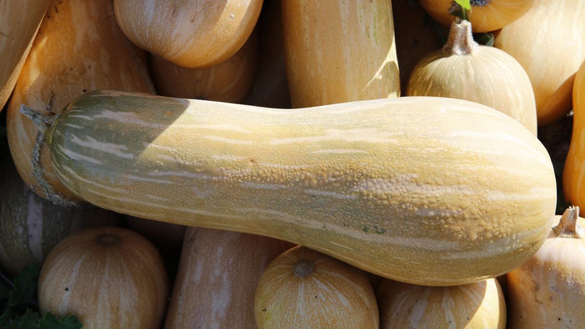 Hier trocknen die „calabazas“ in der Sonne. Ihr Idealgewicht bewegt sich zwischen einem und drei Kilo. Sind sie größer, haben sie es beim Verkauf schwer.