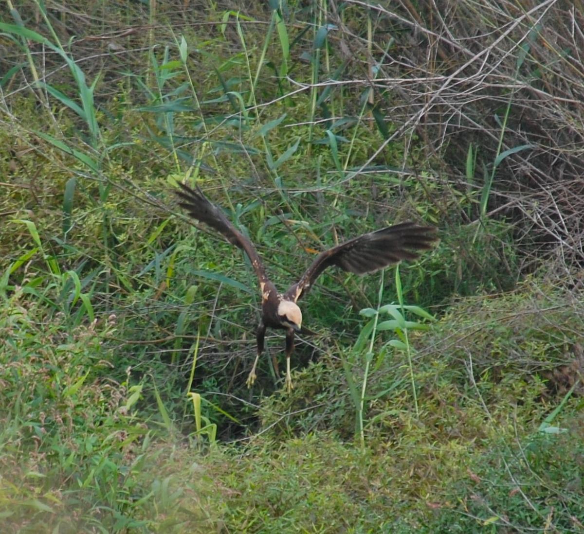 Uno de los ejemplares de aguilucho lagunero avistados en la desembocadura del Millars.